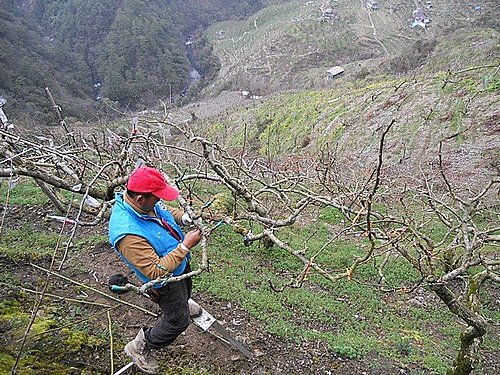 梨山打工去！