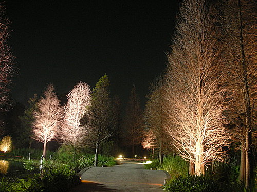 菁芳園休閒農場的夜晚美景 — 加拿大落羽松