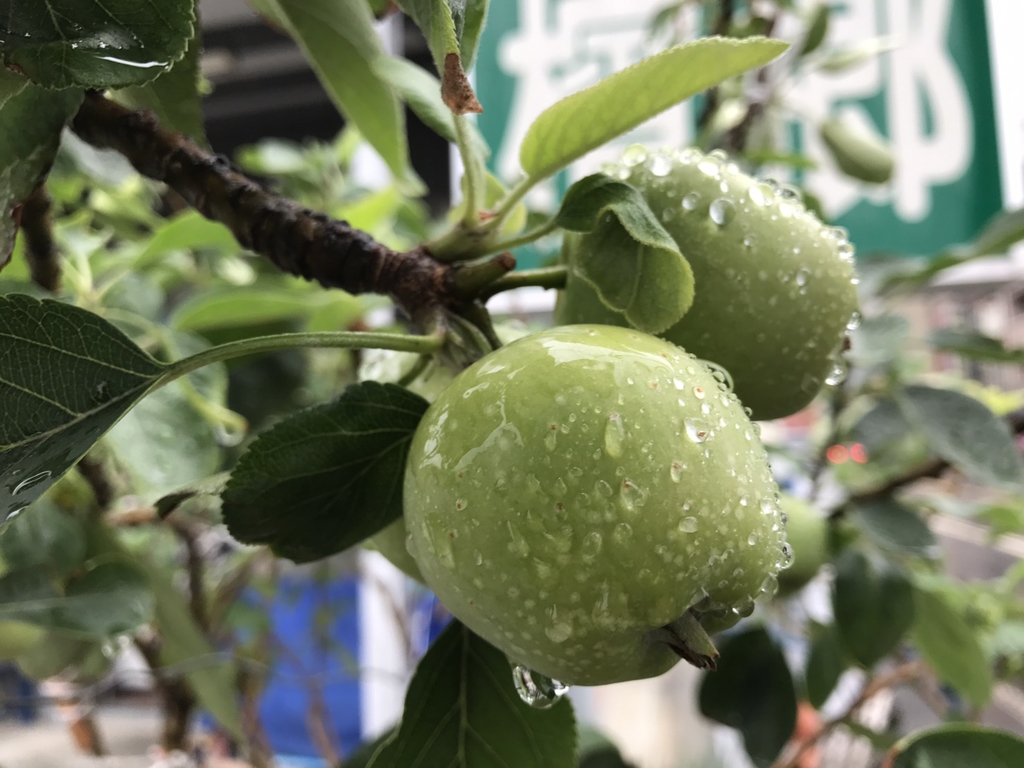 陽性植物、陰性植物、耐蔭植物(未完成)