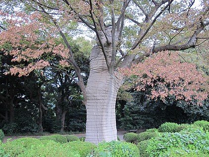 日本樹醫健診阿里山櫻花