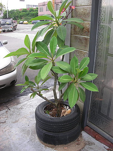 用輪胎種花