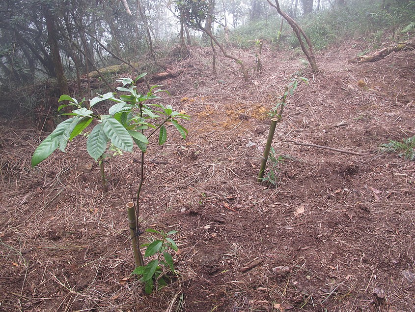 路斷封山的觀霧山椒魚棲地營造